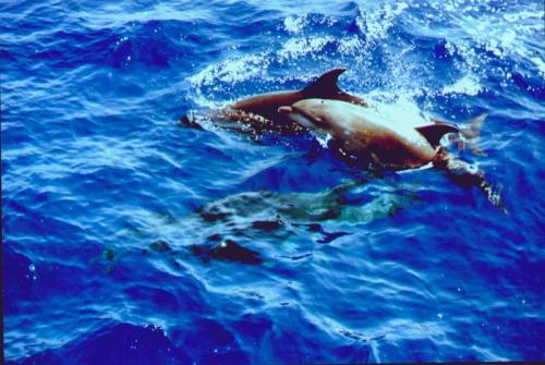 Kanaren Bootscharter: Delfine - Zwischen Gomera und Teneriffa kreuzen sie häufig den Kurs