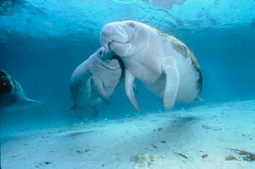 Bootscharter Belize: In den Gewässern der Twin Cayes gibt es Manatees, große Seekühe