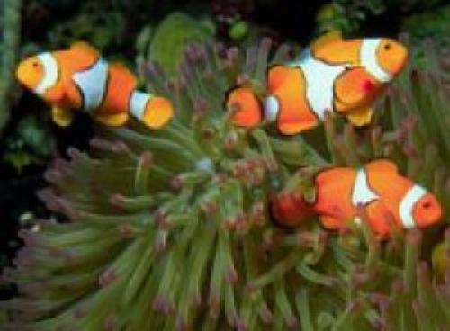 Charter Thailand: Erlebnis unter Wasser - Fische gibt es in Hülle und Fülle