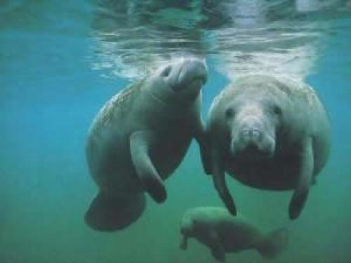 Yachtcharter Kuba: Auf den Jardines de la Reina trifft man noch auf Manatis, eine Seekuh-Art, die ansonsten selten geworden ist