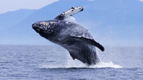 Kanada Yachtcharter: Wale werden oft im Revier gesichtet