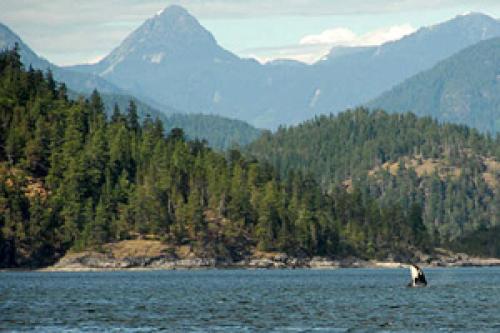 Kanada Bootscharter: Nicht selten bekommt man von der Yacht Orca-Wale zu Gesicht