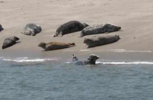 IJsselmeer Charter: Im Wattenmeer gibt es viele Seehundekolonien