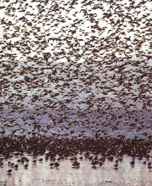 IJsselmeer Yachtcharter: Millionen von Seevögeln bevölkern das Wattenmeer